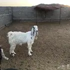 تيس مخصي مقفل ماشالله