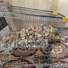 حجاره مرو للمزارع