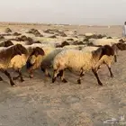 للبيع غنم نعيم صنف