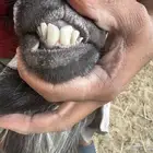 فحل عارضي صنف