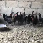دجاج بلدي للبيع