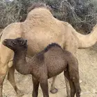 ناقه. مصغر معها حوار ذكر عمره 20 يوم