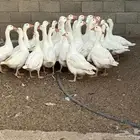 وز مصري 10 اجواز