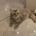 قطة للتبني حامل
