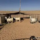 ماعز مطور منوه القناي مراح واحد