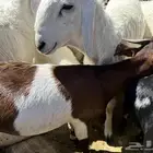 ذبايح خميس مشيط وماجاوره