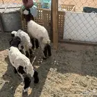 البيع دواغير نعيم في الخرج