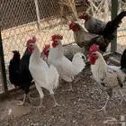 ديوك بلدي