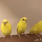 فروخ بادجي لاتينو ( تم البيع خارج الموقع )