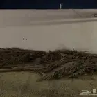 عريش