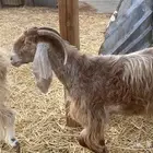 معزا دفيع صنف