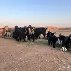 ماعز عوارض شرط متويم 14تحته 28