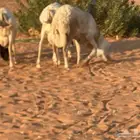 رفيديات جذعان