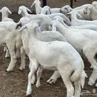 بهم حري مراح واحد طرف وشعره بيضاء ونظاف( تم البيع )