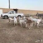 ذبيحة ضيوفك فل الفل شرررط فقط ب1000