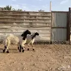 طلي ورخل نعيم ذبايح مكابيس