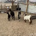 ثنيه ورباع عليها تيس وعناق