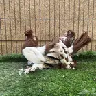 حمام زينة - زوج كرنقو ورستوف وايت سايد