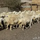 رخال حريات حرش صنف أصنف