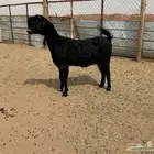 البيع عنز شامية في الخرج