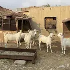 ماعز مقاني للبيع