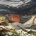 سمك زينة رد باروت