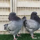 كنق أمريكي طبه