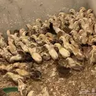صوص بلدي