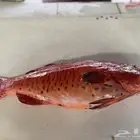 اسماك طازجة جده ثول