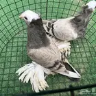 حمام نجفي