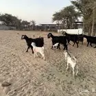 معزا مراح خلفات