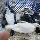 حمام زاجل وبط وسمان وصيصان