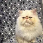 Peke face Kitten