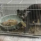 قطه شرازي نطيفه جدا وبصحه وجميع التطعيمات في مواعيده للبيع