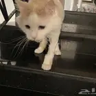 قط للتبني