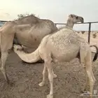 خلفات مقنوي طيبه