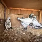 حمام هندي مستوى فاخر