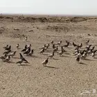حمام سلفر