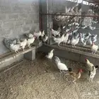 ديك للبيع العمر تسع شهور