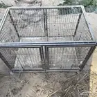 شبك بغباء