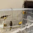 عصفور كناري للبيع