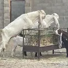 تيس هولندي