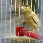 كناري