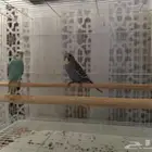 عصفور الحب