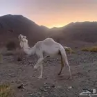 ناقه وضحى لقحه 7 اشهر