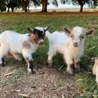 ماعز قزم مستويات طيبه