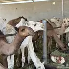 حشو للبيع