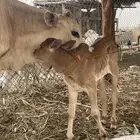 بقره فاخر