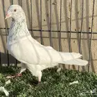 ذكر بكستاني قولد TOP
