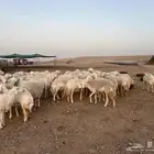 غنم حري
